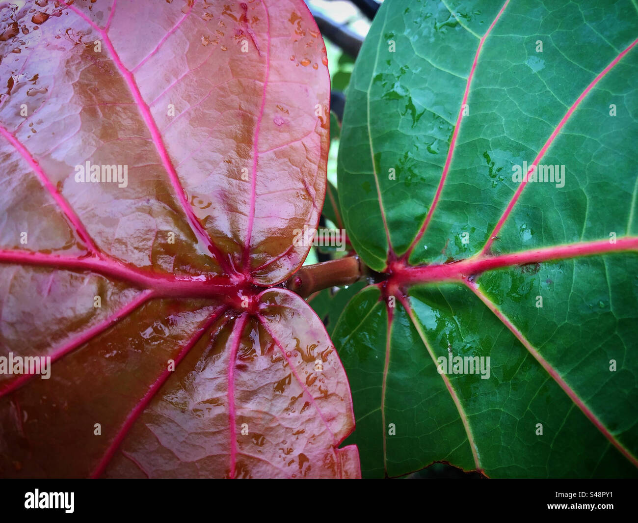 Two colored leaves of same plant Stock Photo Alamy