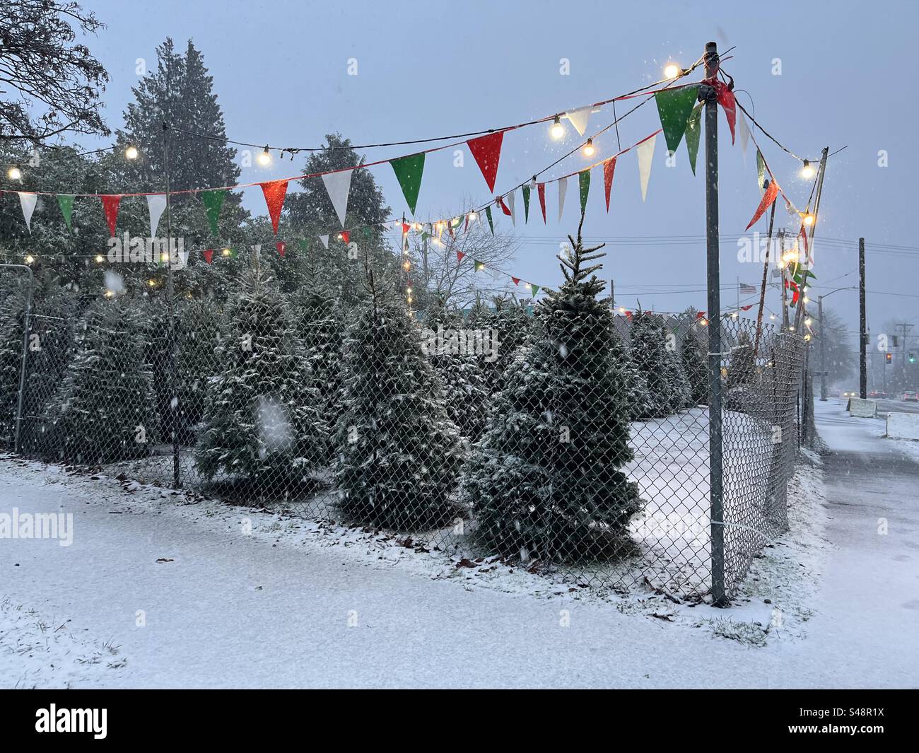 Christmas Trees For Sale Stock Photo Alamy