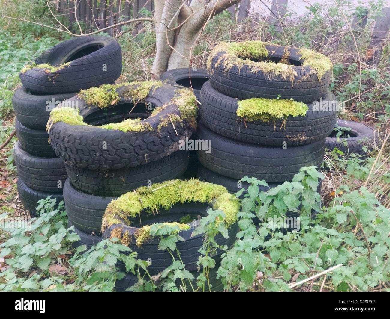 Old discarded tyres covered in moss on allotment. - Smartphone Captured Stock Image