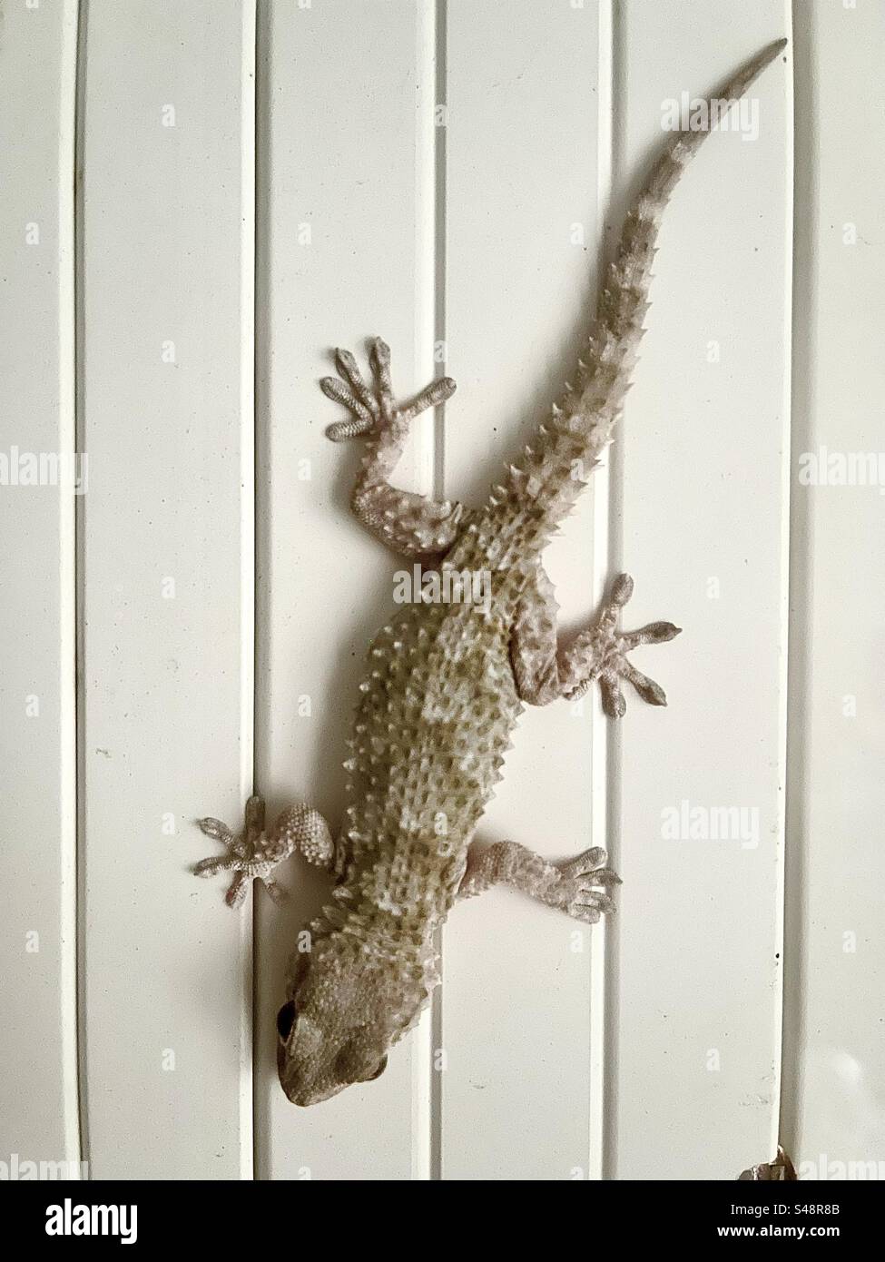 Shot of a Gecko lizard walking on a white wooden wall upside down - Smartphone Captured Stock Image