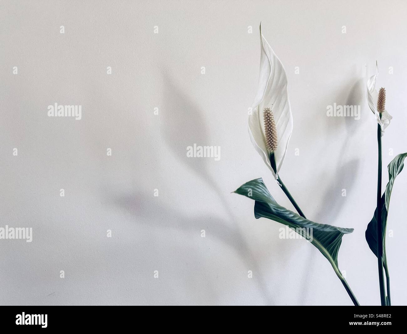 Two peace lily/Spathiphyllum wallisii flowers against shadows on white wall with copy space. - Smartphone Captured Stock Image