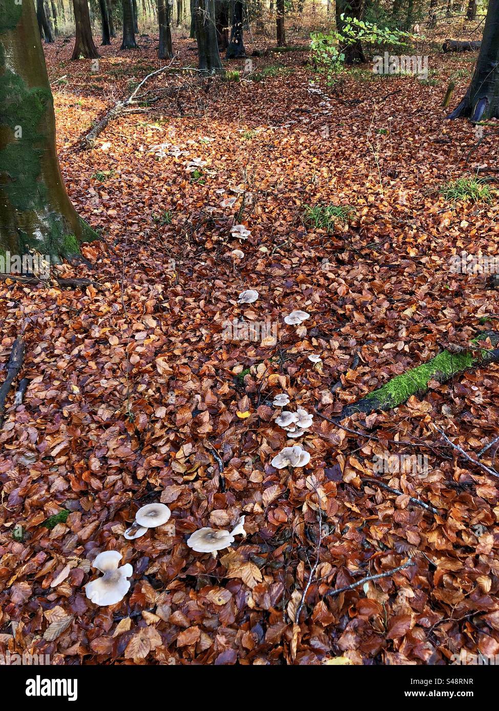 Clouded funnel mushrooms growing in a winding line through a pine and beech forest in springtime at Farley Mount Country Park near Winchester Hampshire United Kingdom - Smartphone Captured Stock Image