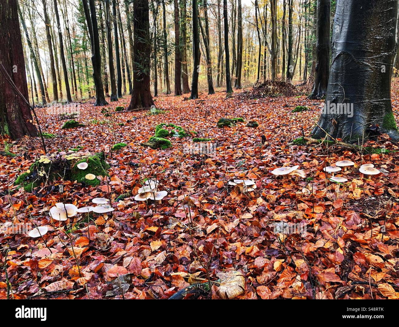Clouded funnel mushrooms growing in a line through a pine and beech forest in springtime at Farley Mount Country Park near Winchester Hampshire United Kingdom - Smartphone Captured Stock Image