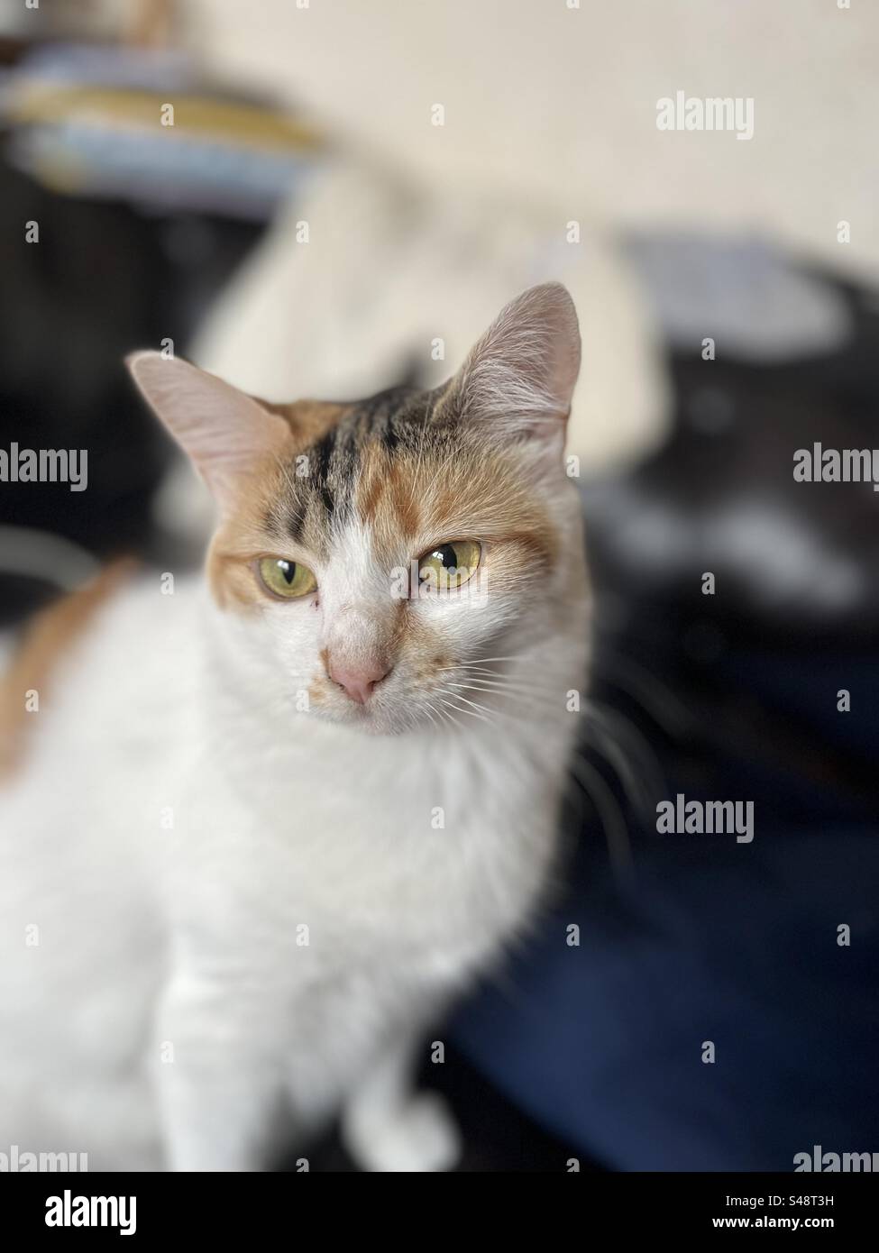 Calico cat Stock Photo