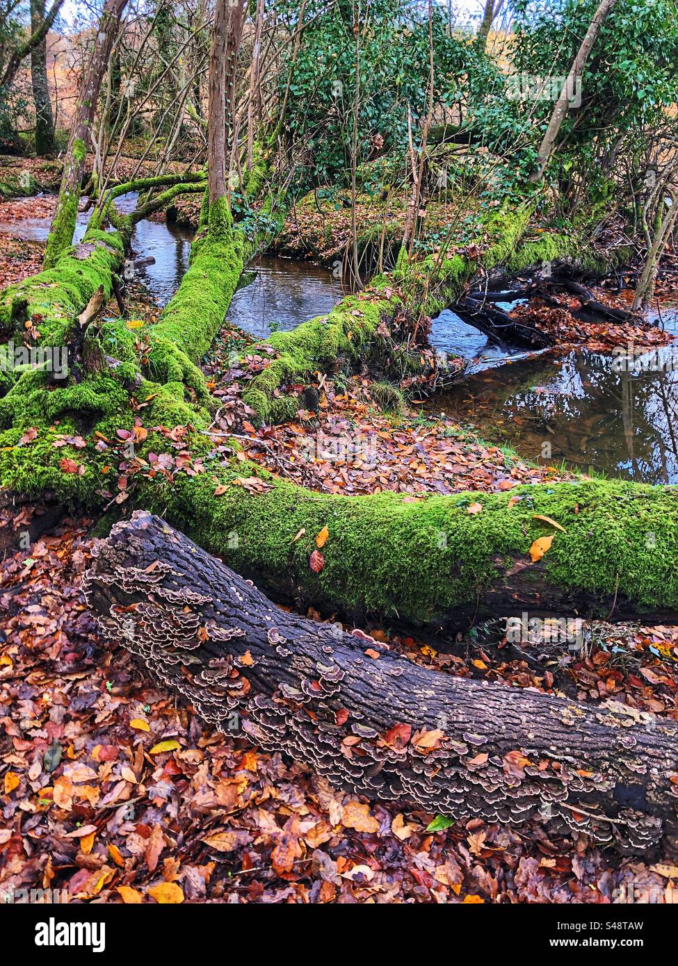 Turkey tail fungus growing on rotting tree next to Dockens Water in Autumn at the New Forest National Park - Smartphone Captured Stock Image