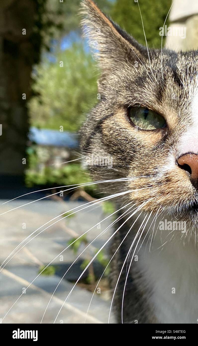 Cat portrait - Smartphone Captured Stock Image