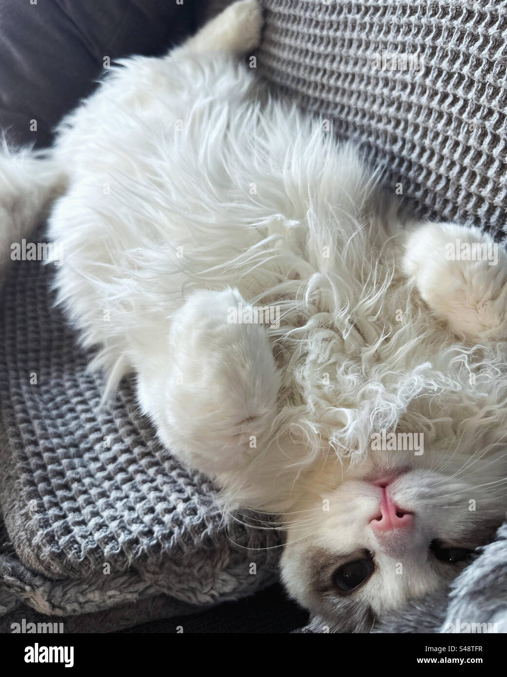 Ragdoll Kitten Sleeping on its Back Stock Photo