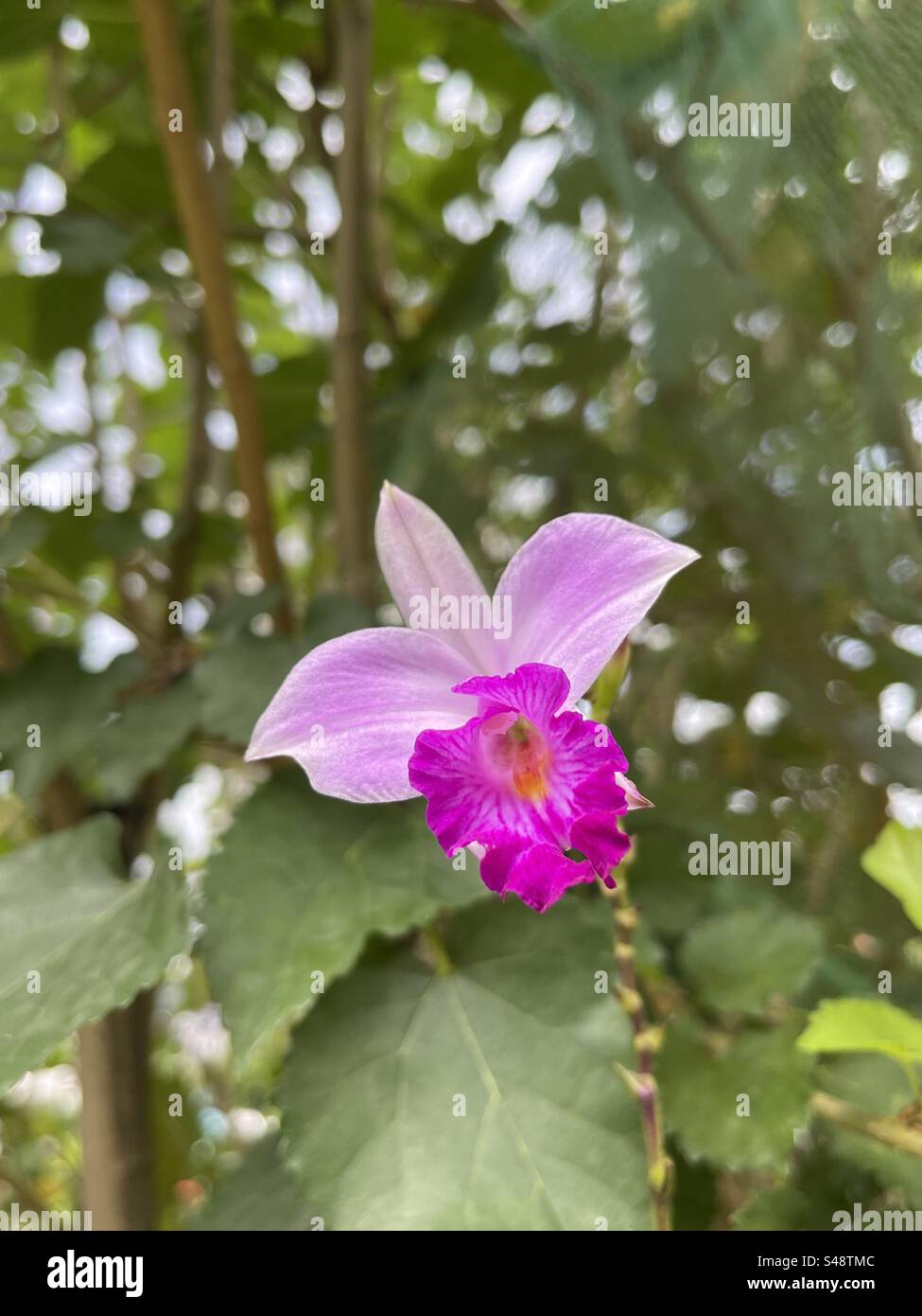 Orchid bloomed in a community garden in Singapore while walking thru pavement got a glance of