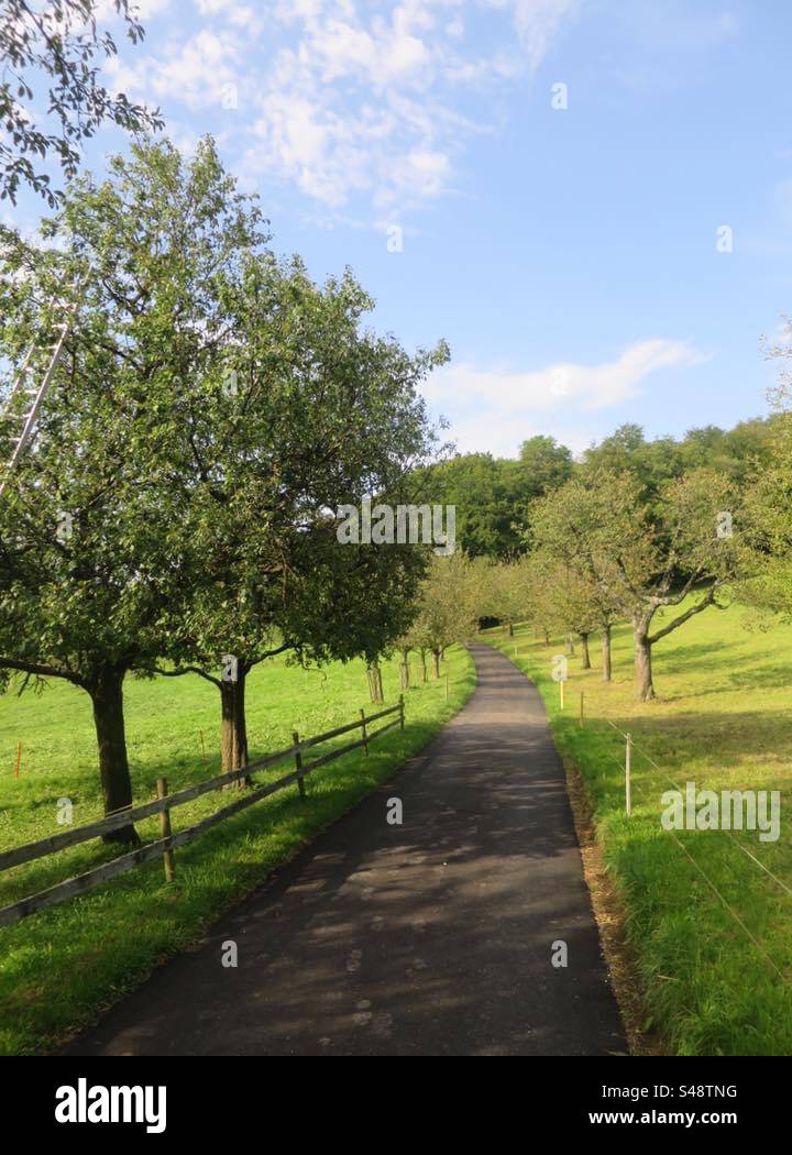 Tree Avenue! Switzerland! - Smartphone Captured Stock Image