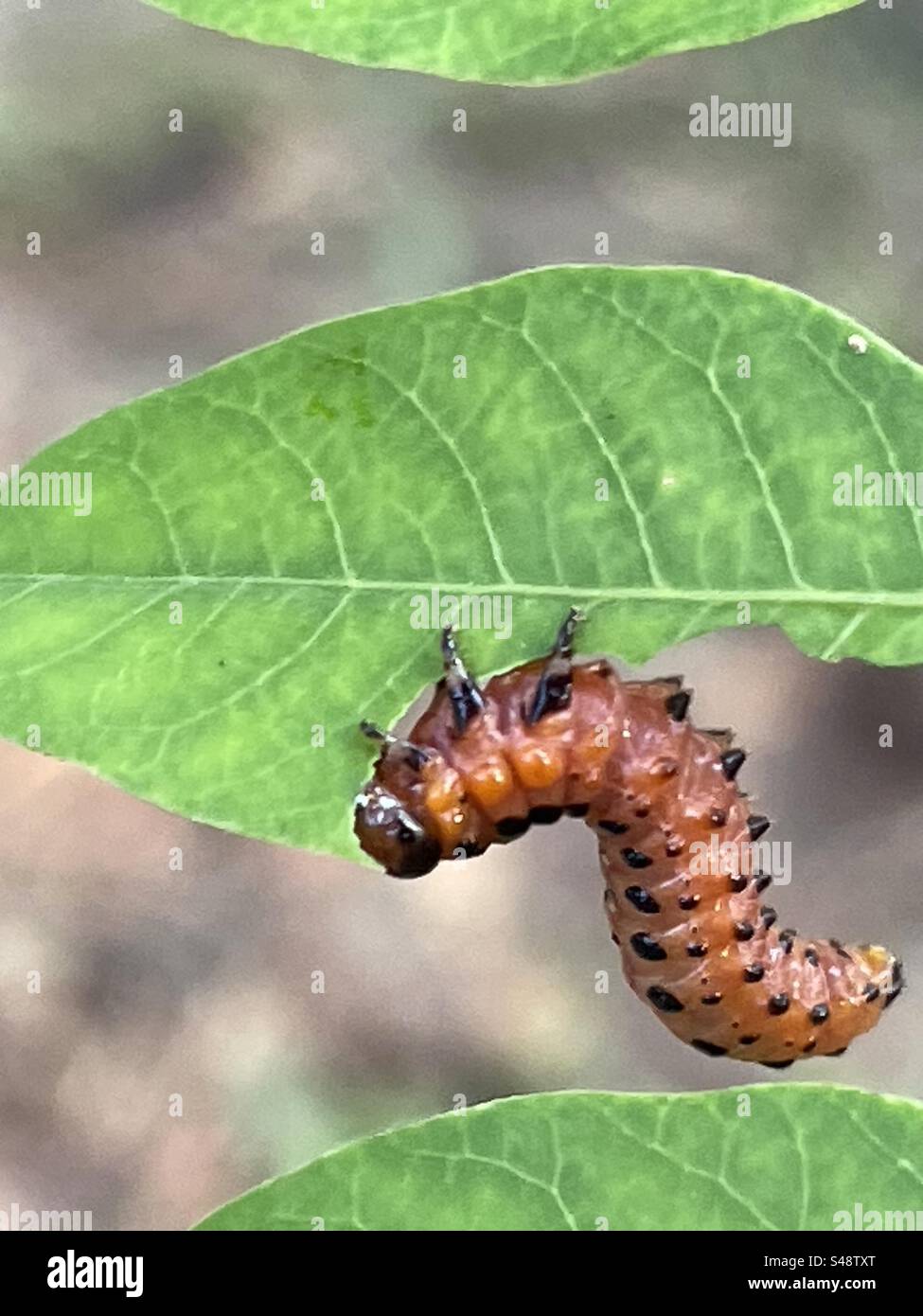 This worm insect was eating away at my flower leafs Stock Photo