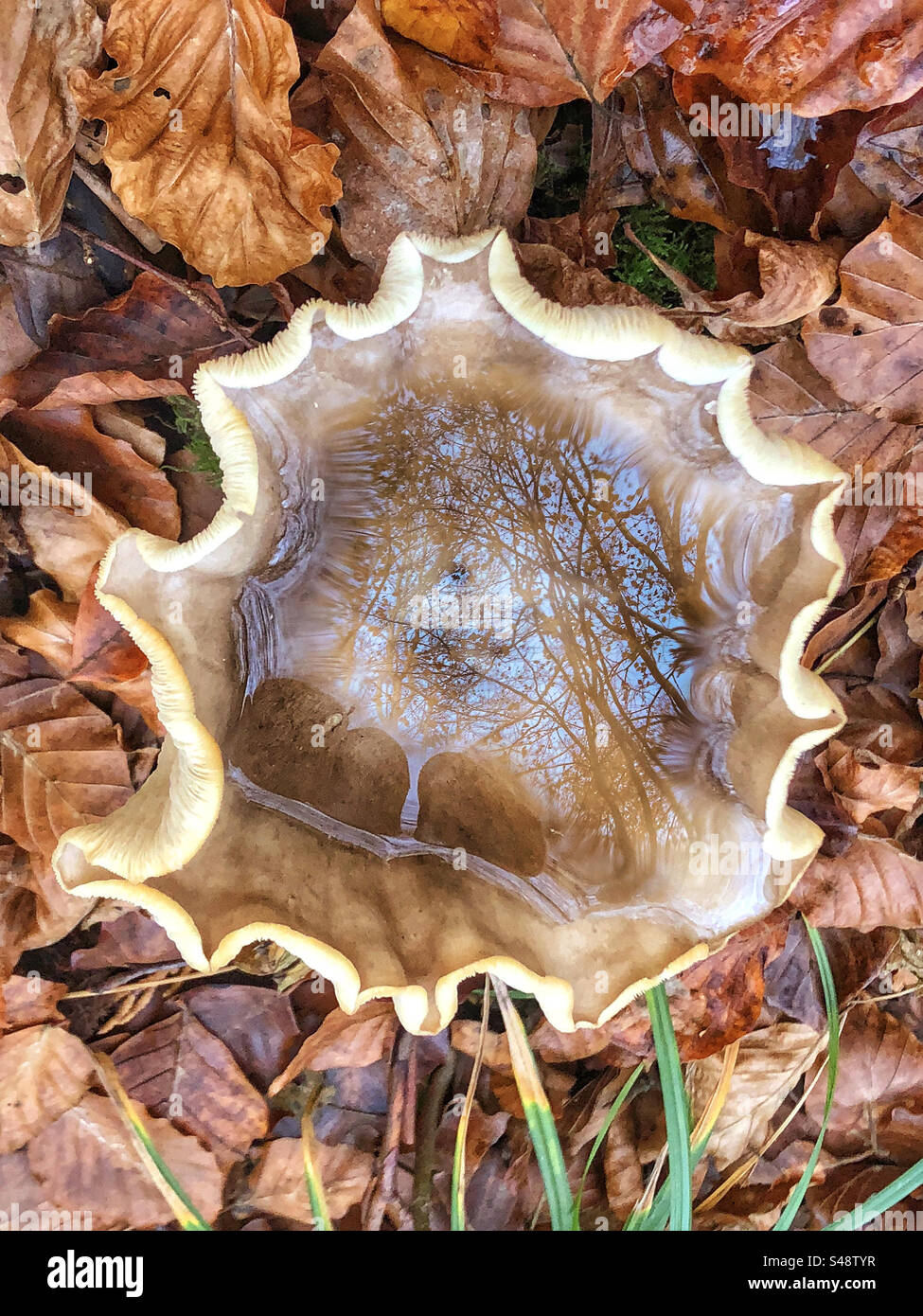Clouded funnel mushroom in Autumn filled with rainwater showing forest branches in reflection at Farley Mount Country Park near Winchester Hampshire United Kingdom - Smartphone Captured Stock Image