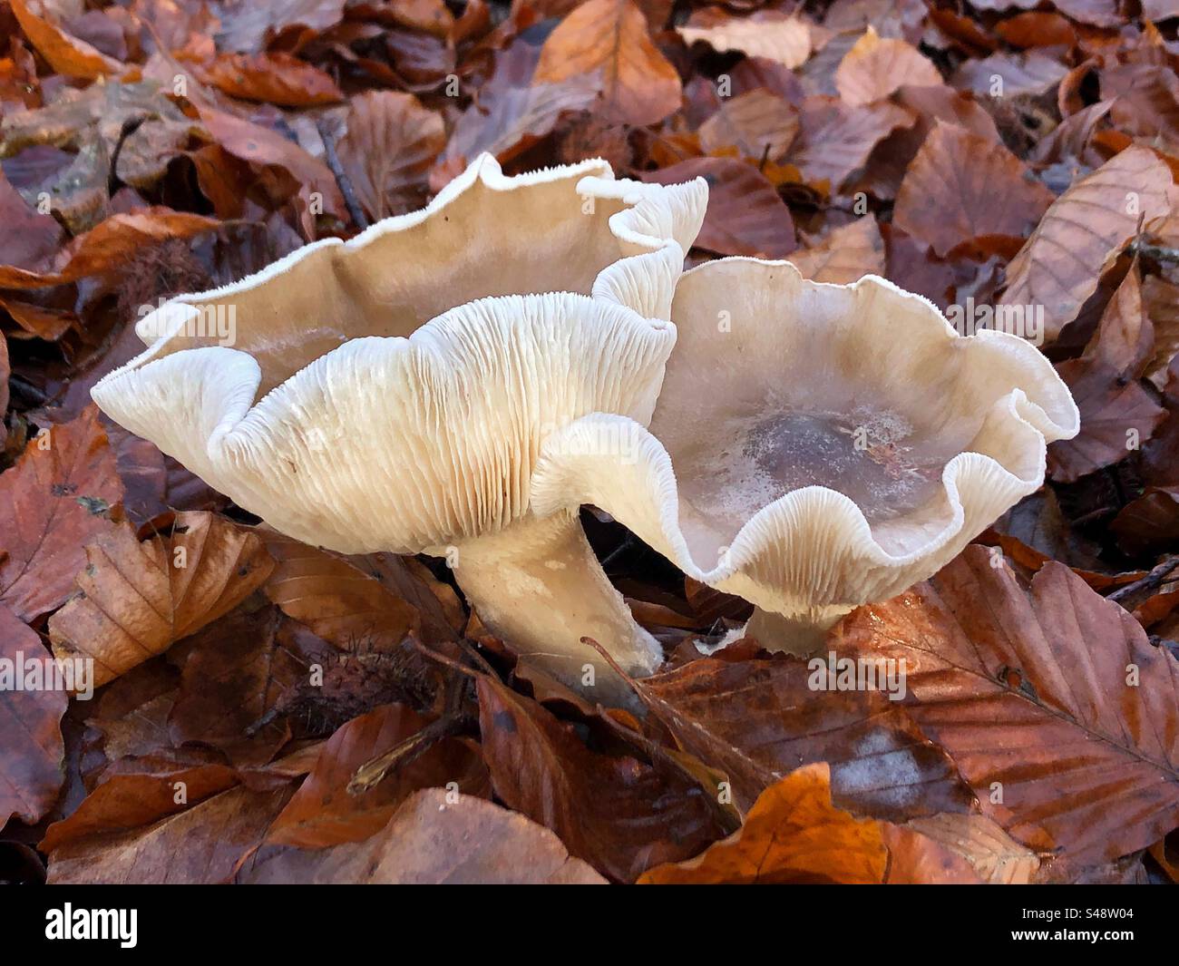 Clouded funnel mushrooms growing in a pine and beech forest in Autumn at Farley Mount Country Park near Winchester Hampshire United Kingdom - Smartphone Captured Stock Image