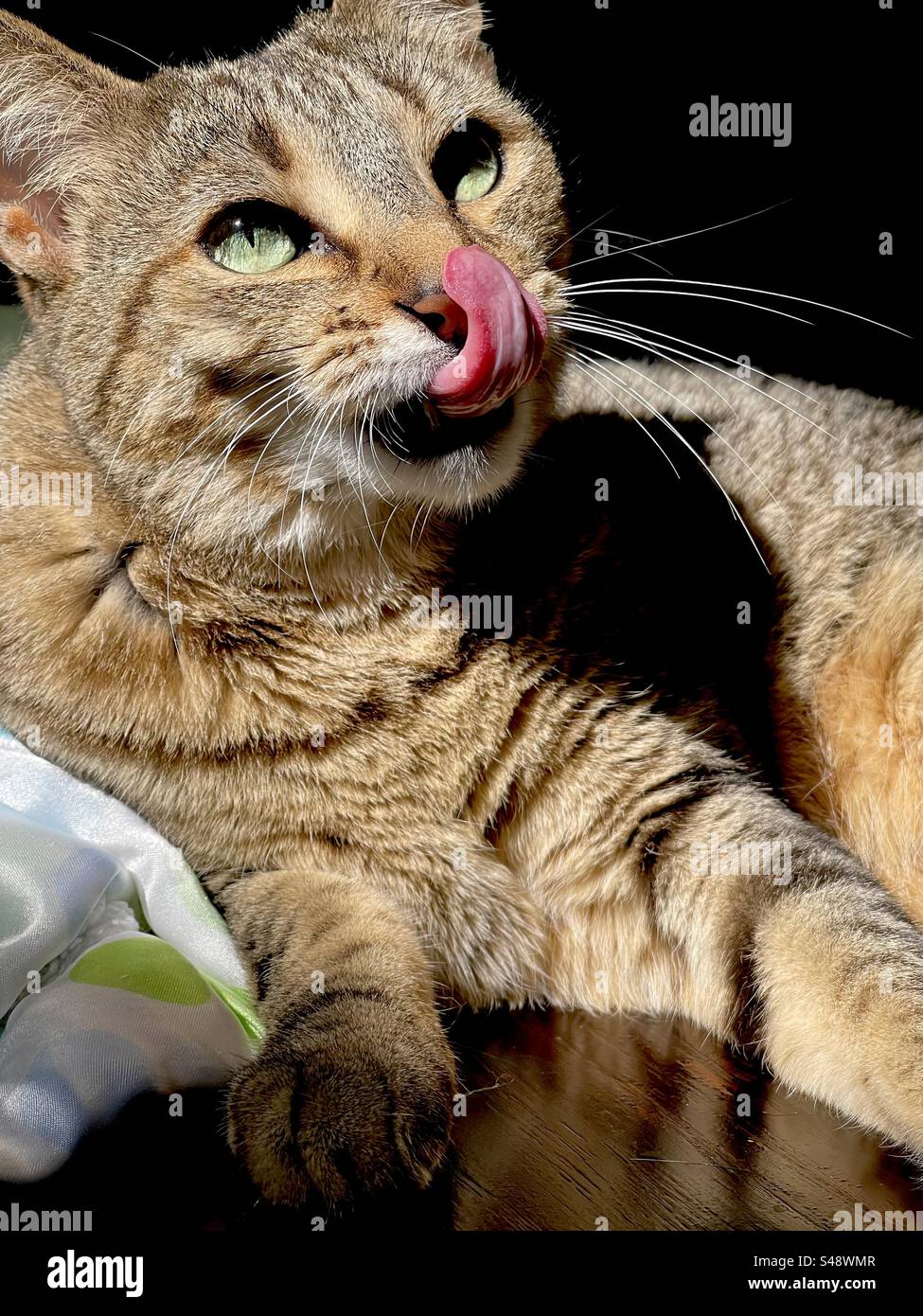 Catlickingnose hires stock photography and images Alamy