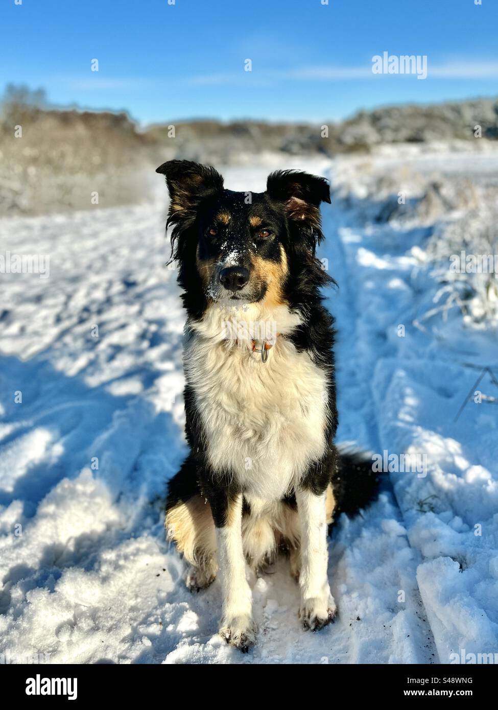 Dog in Snow Stock Photo