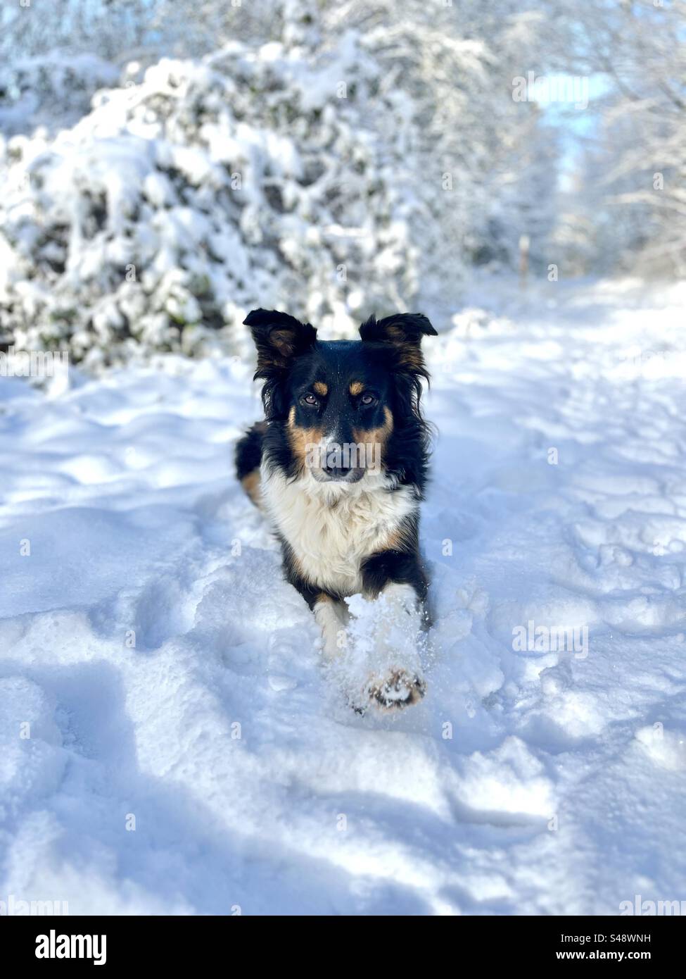 Dog sitting in Snow - Smartphone Captured Stock Image