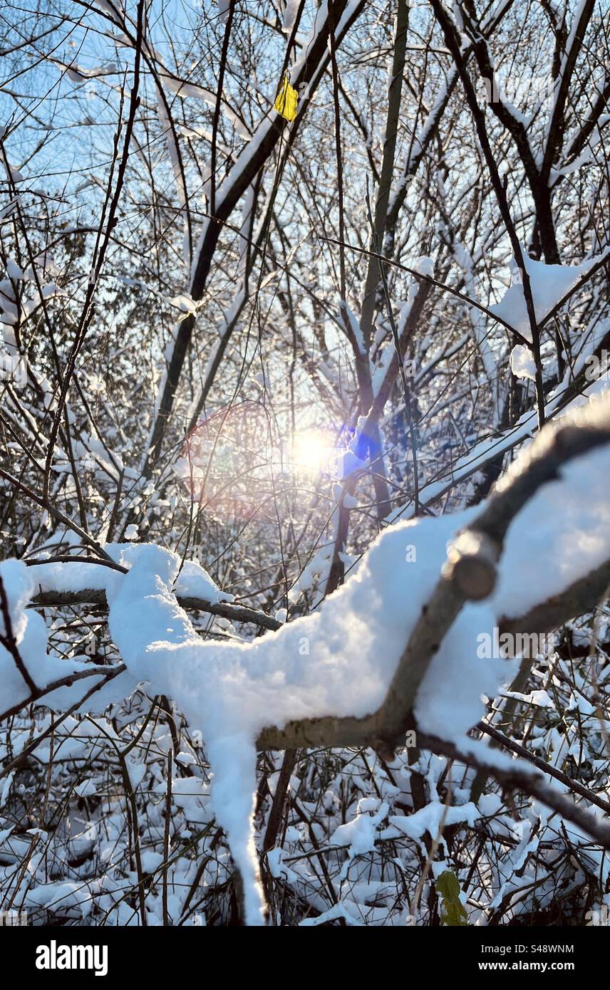 Tree with Snow in sunlight - Smartphone Captured Stock Image