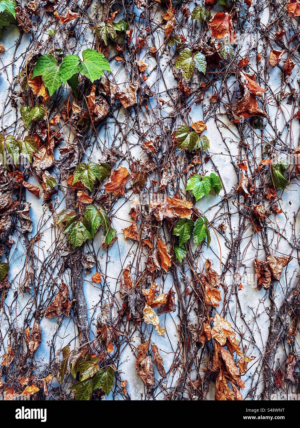 Close-up of fresh new green ivy leaves growing from dry withered stems on white concrete wall in springtime. Full frame abstract backgrounds. - Smartphone Captured Stock Image