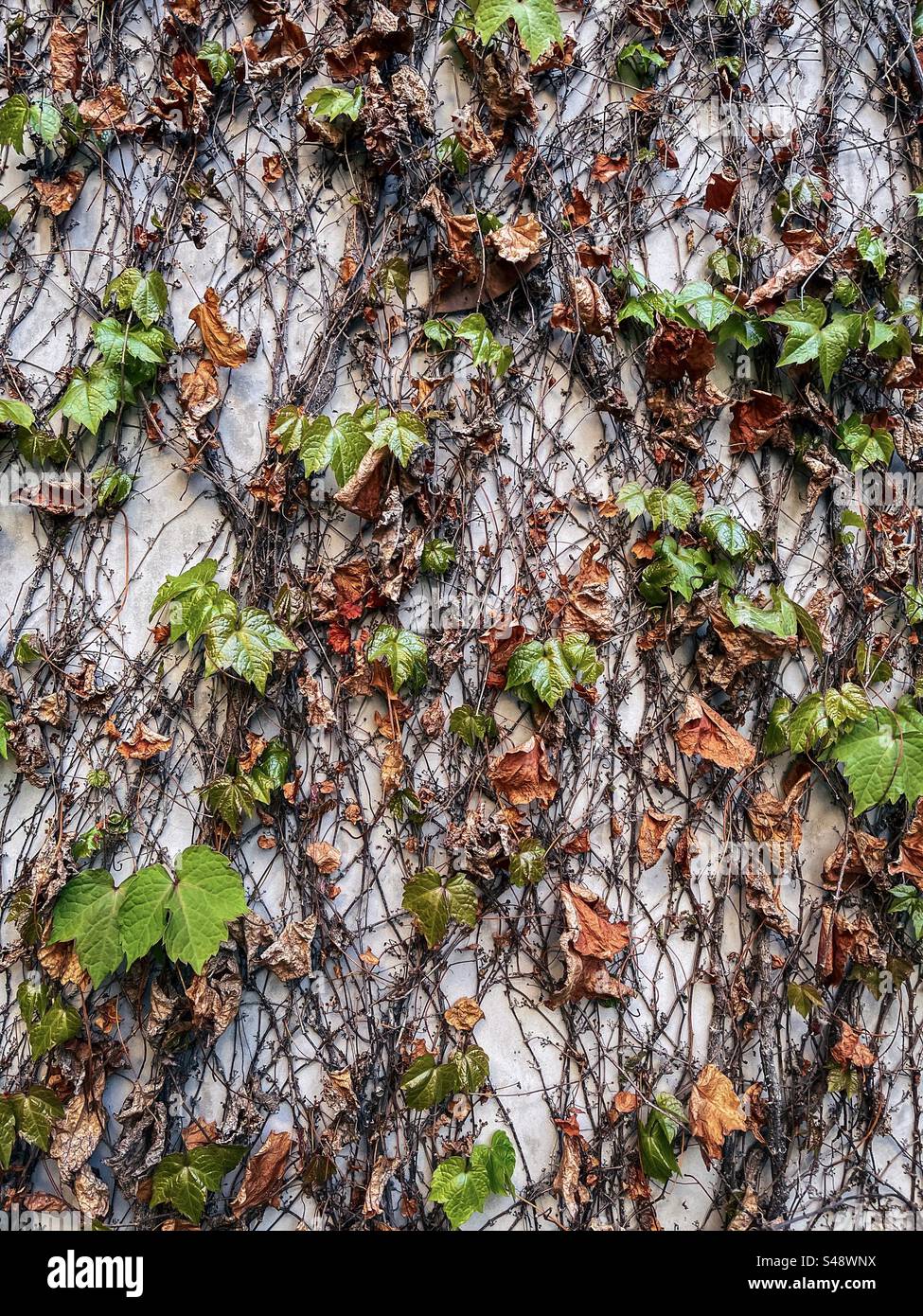 Close-up of fresh new green ivy leaves growing from dry withered stems on white concrete wall in springtime. Renewal. Full frame abstract background. - Smartphone Captured Stock Image