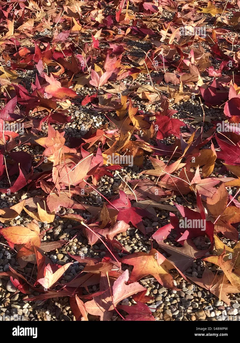 Then leaves fall hi-res stock photography and images - Alamy