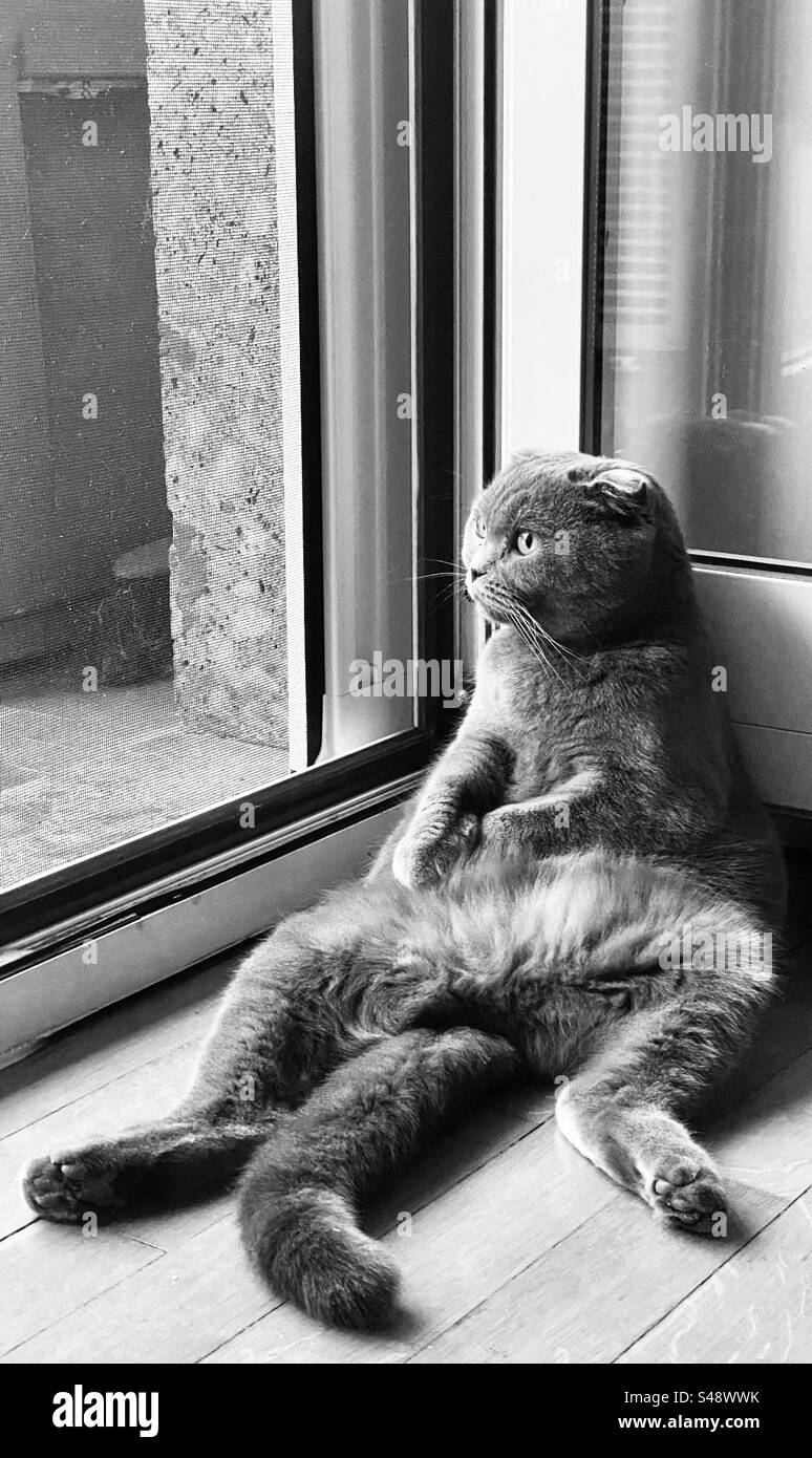 Cat in black and white Stock Photo