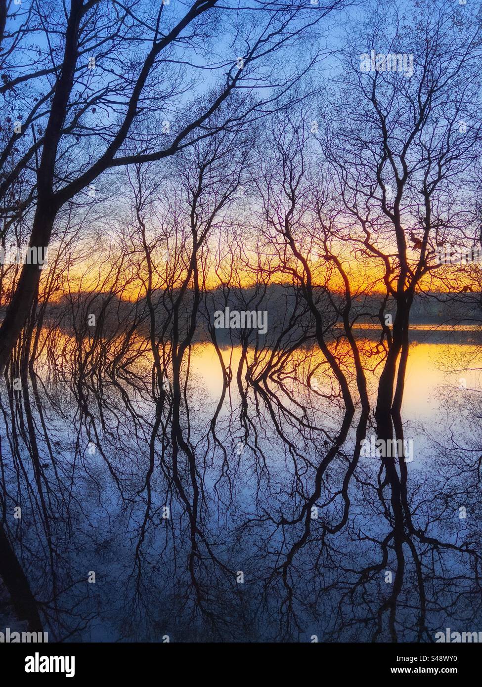 Semi submerged trees hi-res stock photography and images - Alamy