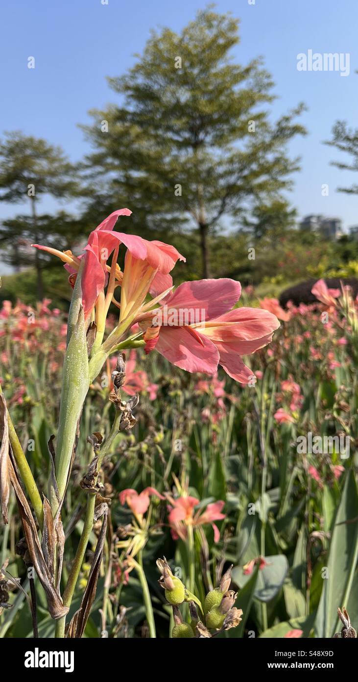 Close-up of delicate pink flowers in full bloom set against a background of lush greenery & a clear blue sky capturing beauty of nature in full spring - Smartphone Captured Stock Image