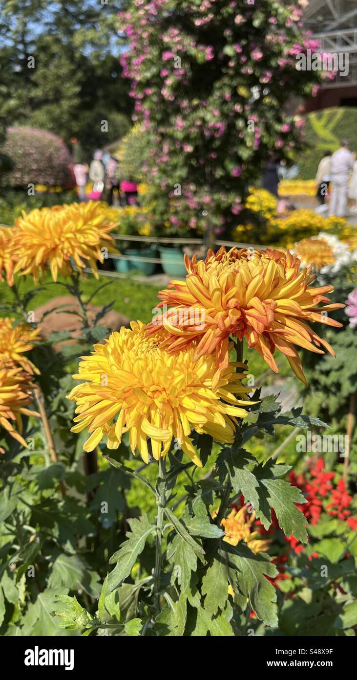 Beautiful close-up of yellow chrysanthemums from the Yangcheng Chrysanthemum Exhibition in Guangzhou, showcasing the intricate petals & vibrant colors - Smartphone Captured Stock Image