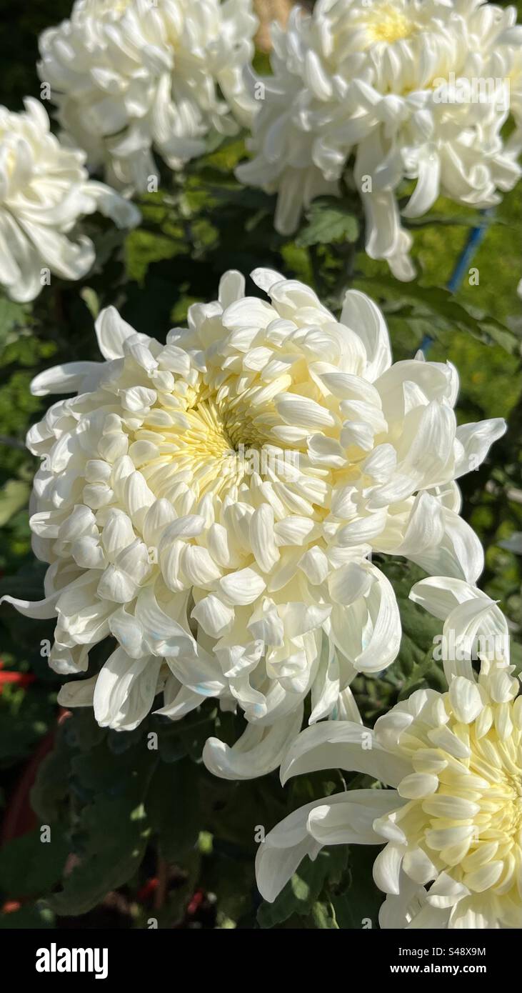 Closeup of elegant white chrysanthemums at Yangcheng Chrysanthemum Exhibition in Guangzhou showing intricate petals & pure color of this winter flower - Smartphone Captured Stock Image