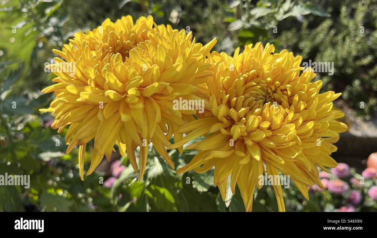 Two blooming yellow chrysanthemums with layered petals, radiating a lively and warm feeling, showcasing the beauty and vibrancy of winter flowers. - Smartphone Captured Stock Image