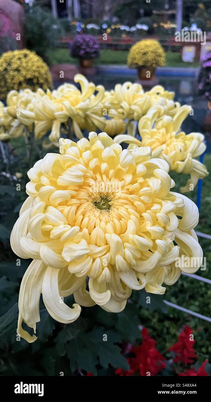 Close-up of a delicate yellow chrysanthemum at the Yangcheng Chrysanthemum Exhibition in Guangzhou, highlighting the intricate petals & vibrant color - Smartphone Captured Stock Image