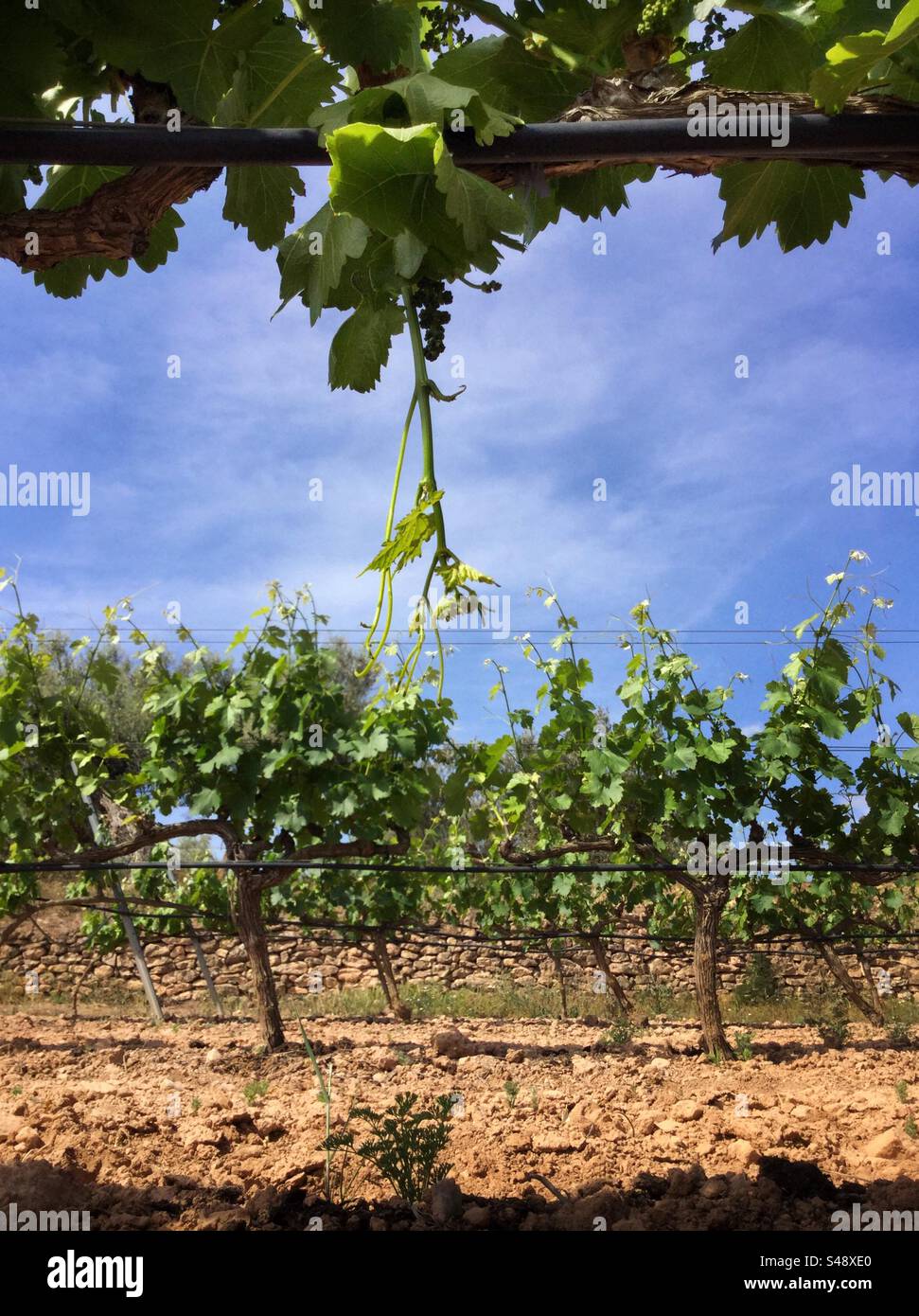 Animal damage in the vineyard, Catalonia, Spain. - Smartphone Captured Stock Image