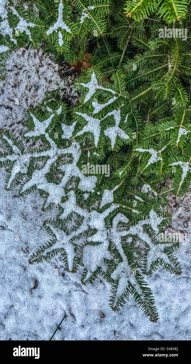 Snowfall - Smartphone Captured Stock Image