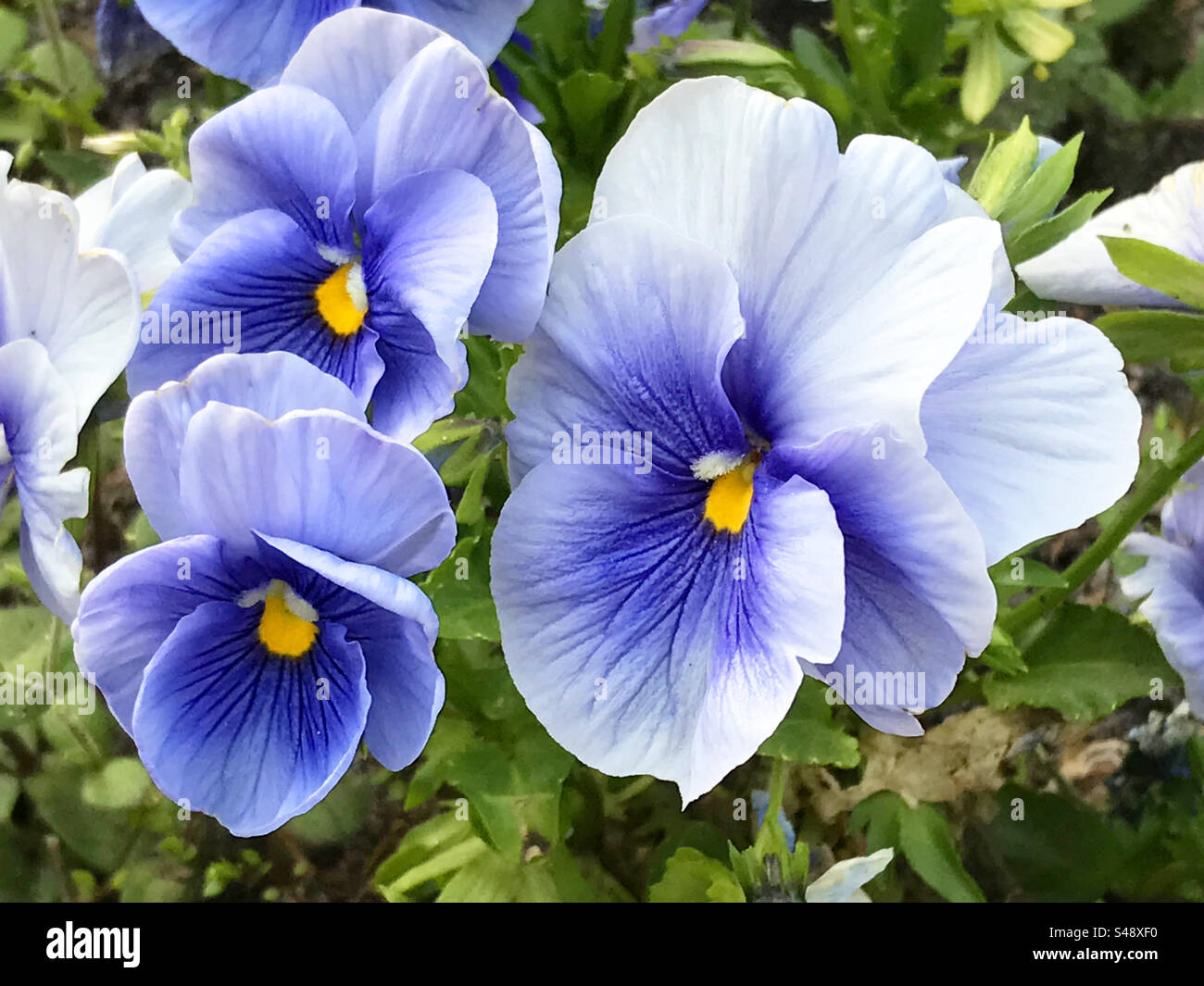 Mauve pansy flowers. - Smartphone Captured Stock Image