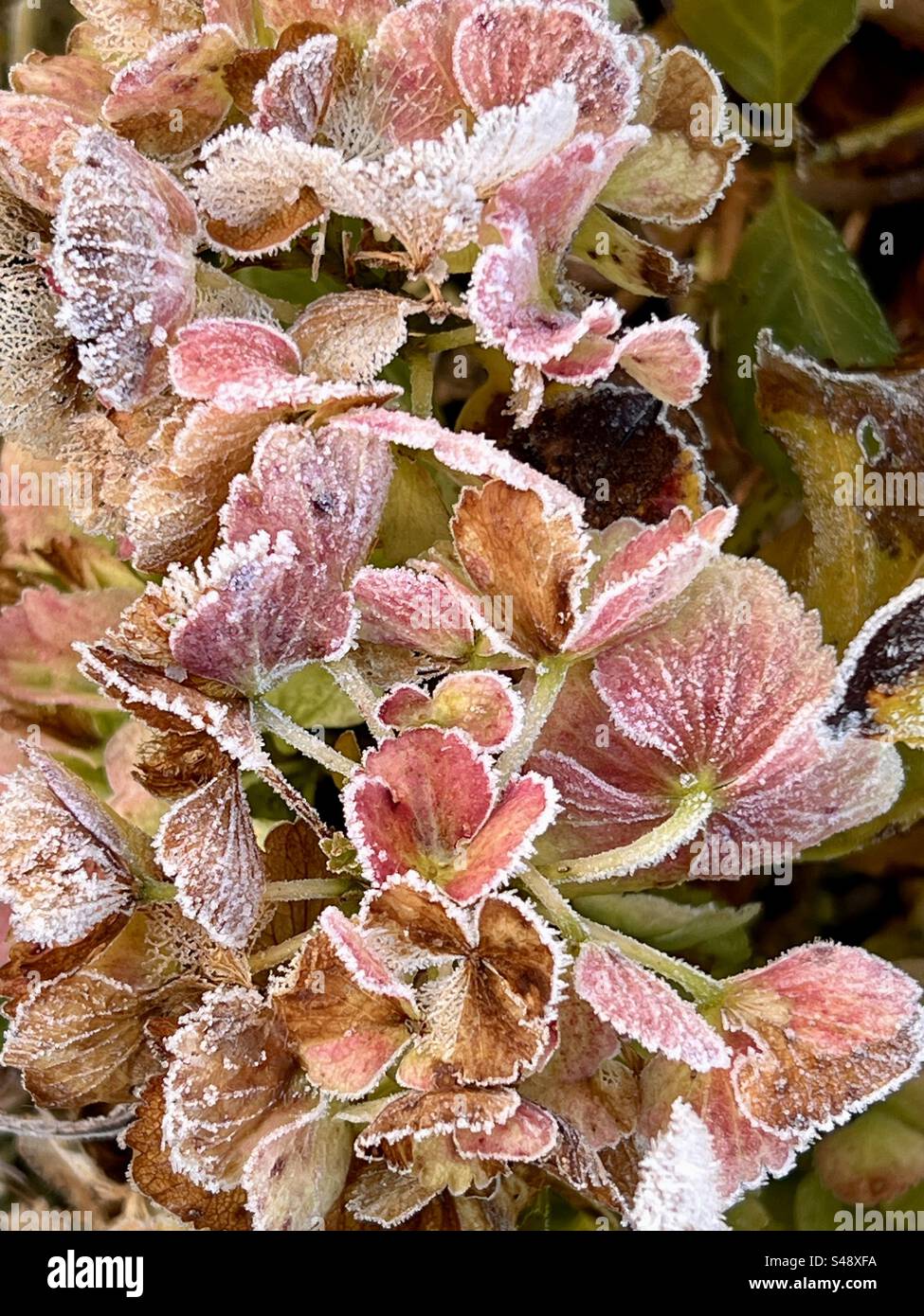 Frost on a hydrangea plant Stock Photo