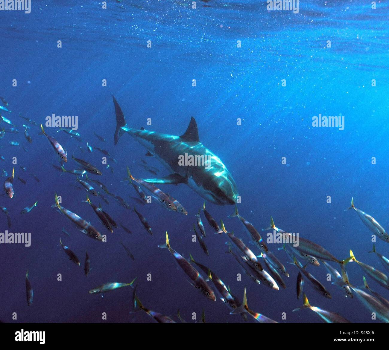 Great white shark with salema fish, Guadalupe Island, Mexico - Smartphone Captured Stock Image