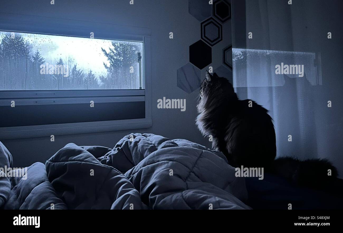 Mornings with a cat - Smartphone Captured Stock Image