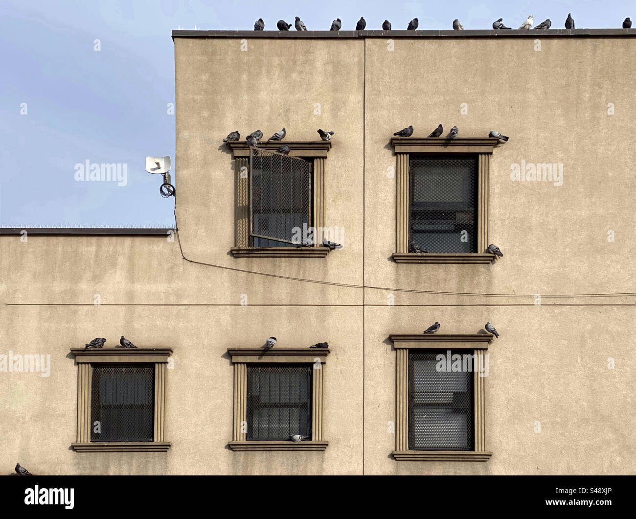 Pigeons on a rooftop and window sills Stock Photo