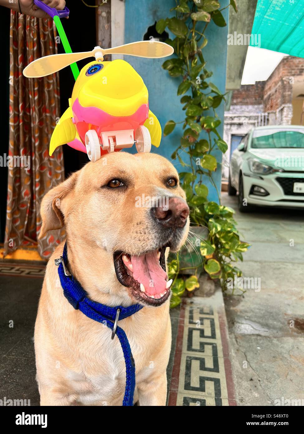 Cute dog with toy Stock Photo Alamy
