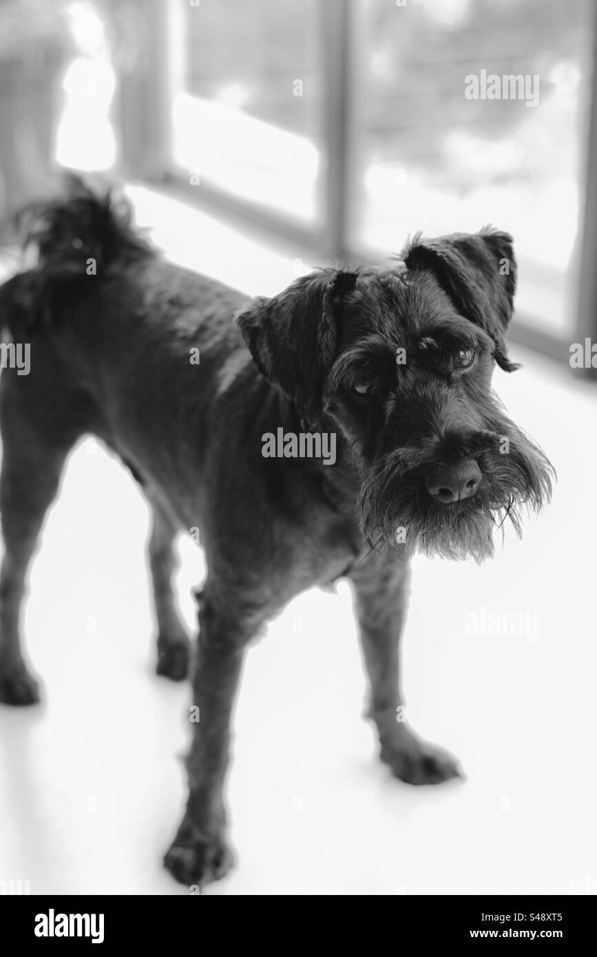 Kate white Black and White Stock Photos & Images - Alamy