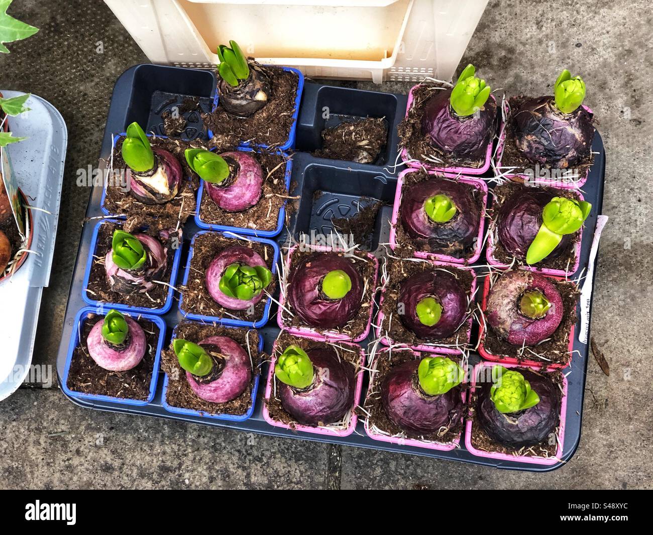 Sprouting shoots of Hyacinth bulbs in pots for sale at florist - Smartphone Captured Stock Image