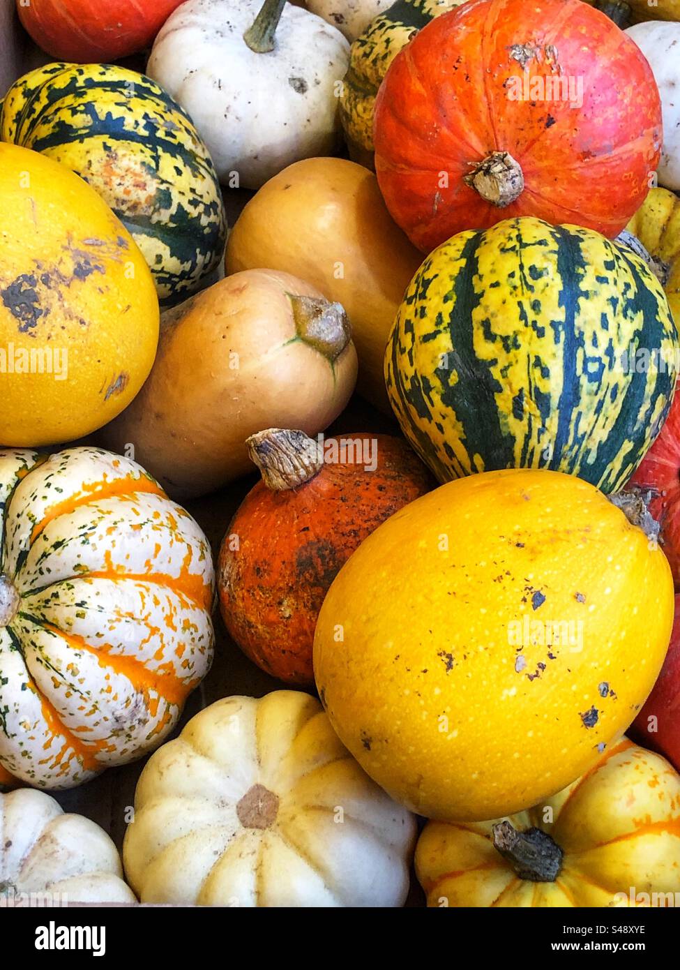 Colourful assorted squash for sale at local farmers market - Smartphone Captured Stock Image