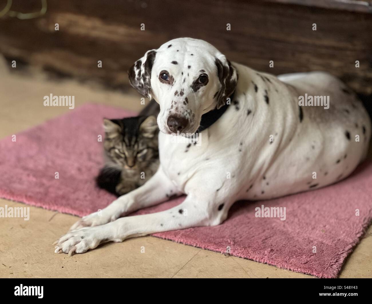 Dalmatian dog with a kitty cat companion. - Smartphone Captured Stock Image