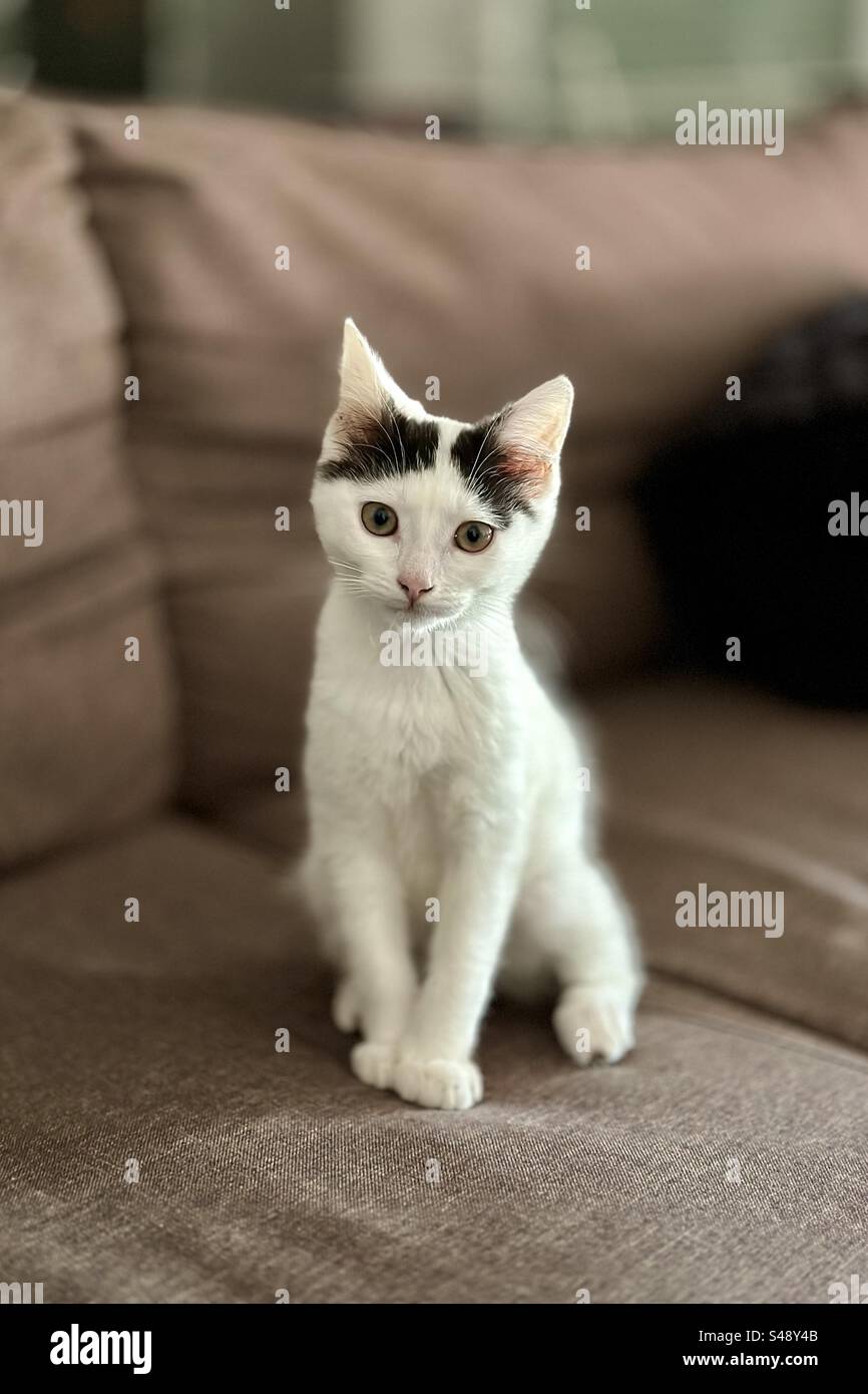 Cute kitten posing for the camera, sitting on a brown leather sofa. Stock Photo