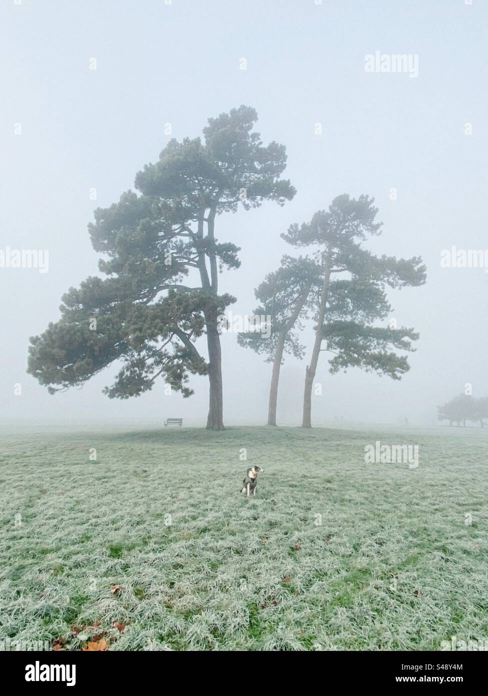 Dog in frosty park with large trees behind, the Downs, Bristol, UK, England, Great Britain - Smartphone Captured Stock Image