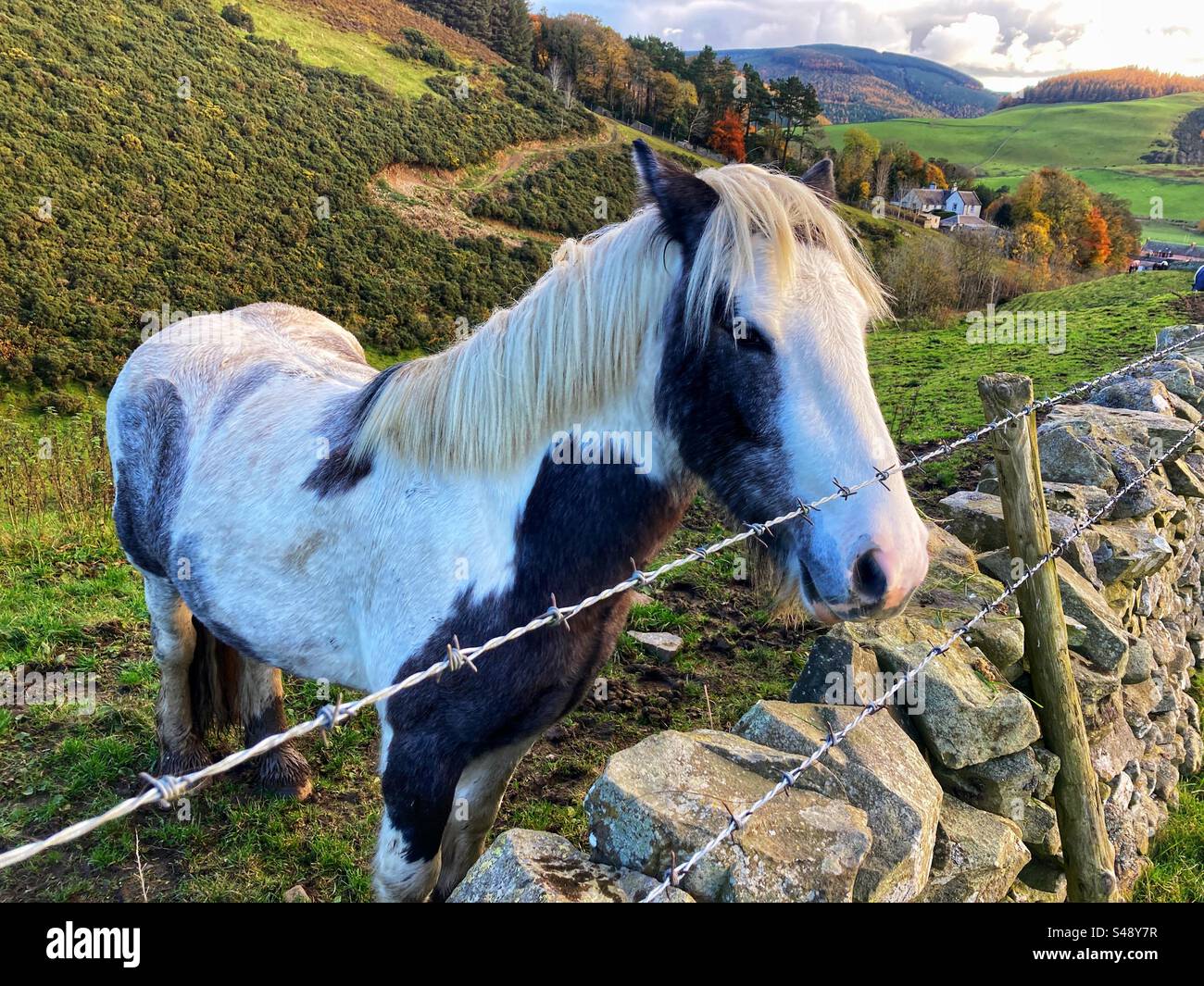 Horse or pony looking over a stone wall in the countryside, Scottish Borders, Scotland - Smartphone Captured Stock Image