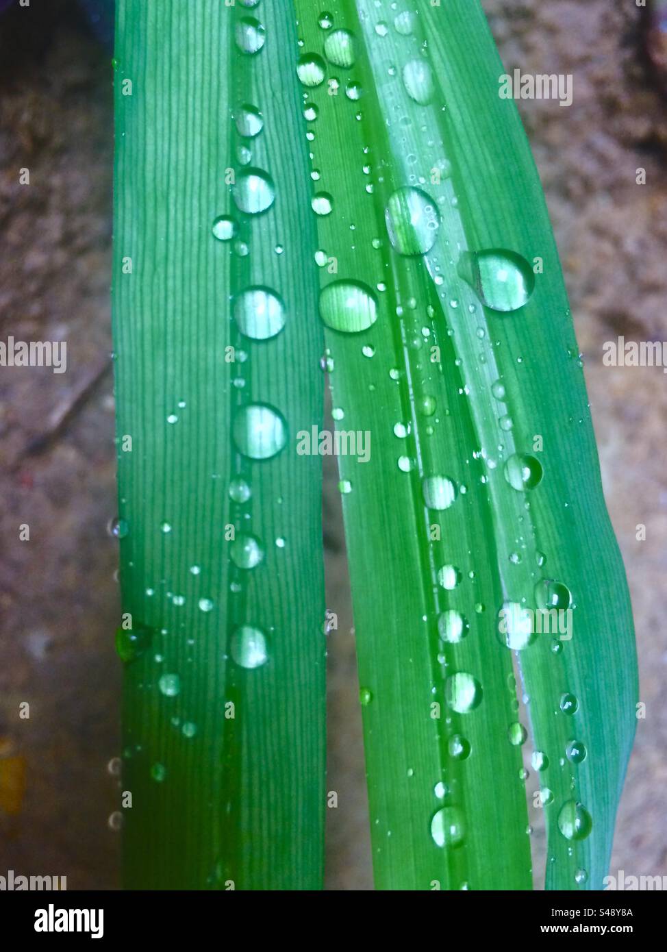 Some autumn rain drops on a green leaf Stock Photo