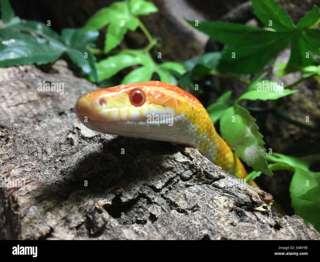 A pet corn snake rests on a log looking at the camera - Smartphone Captured Stock Image