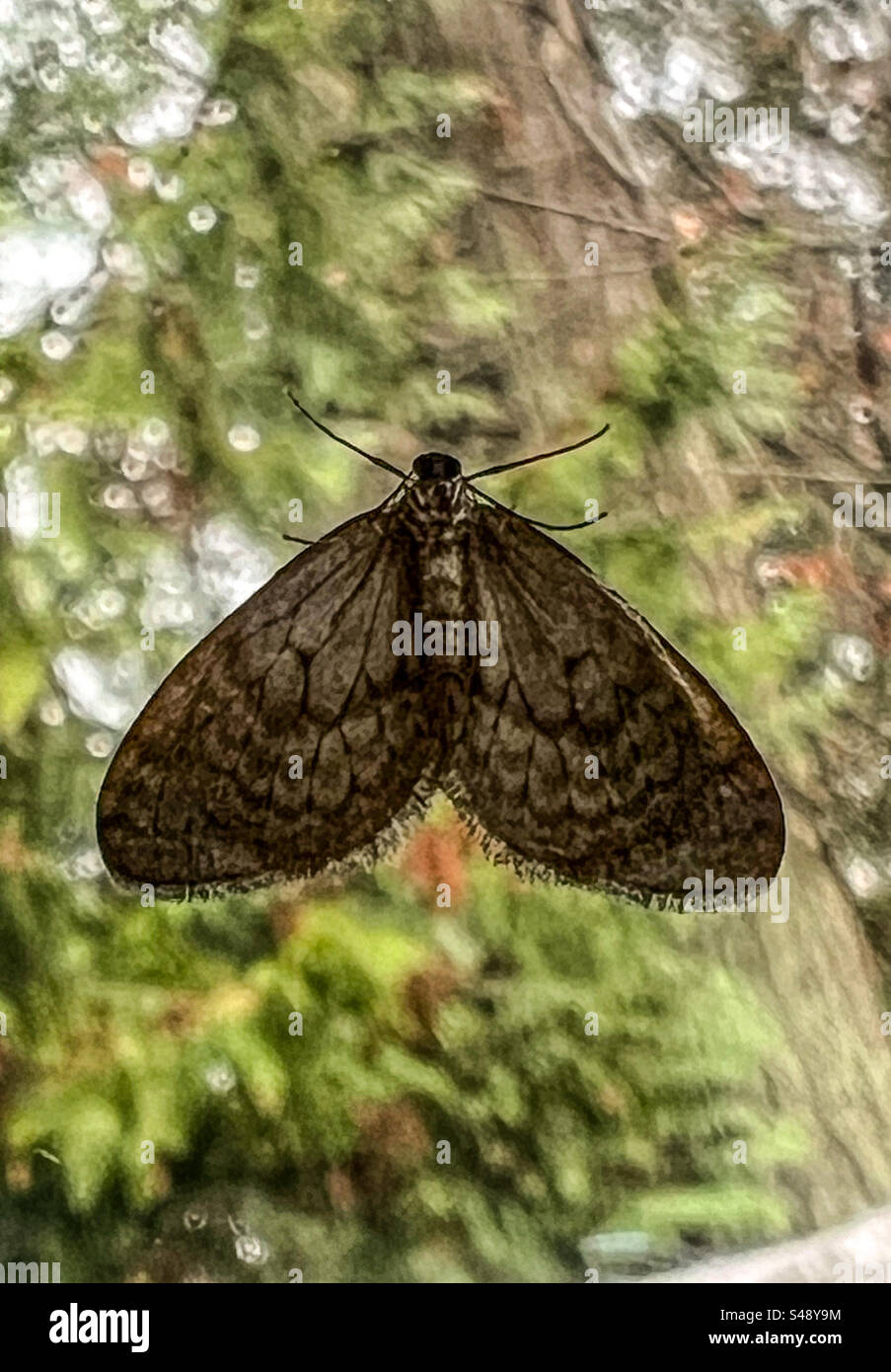 Wings - Smartphone Captured Stock Image