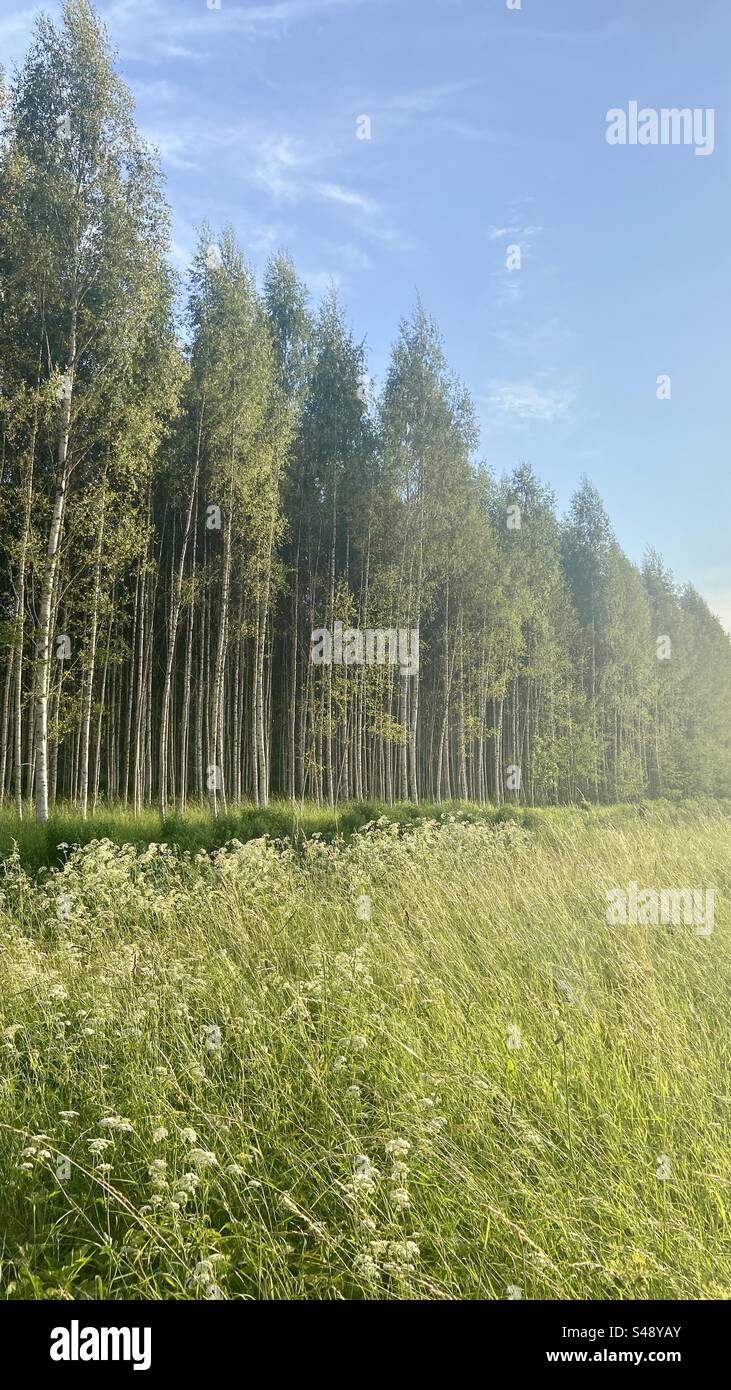 View of the birch tree forest and meadow filled with grass and flowers. Summer and nature in Latvia. - Smartphone Captured Stock Image