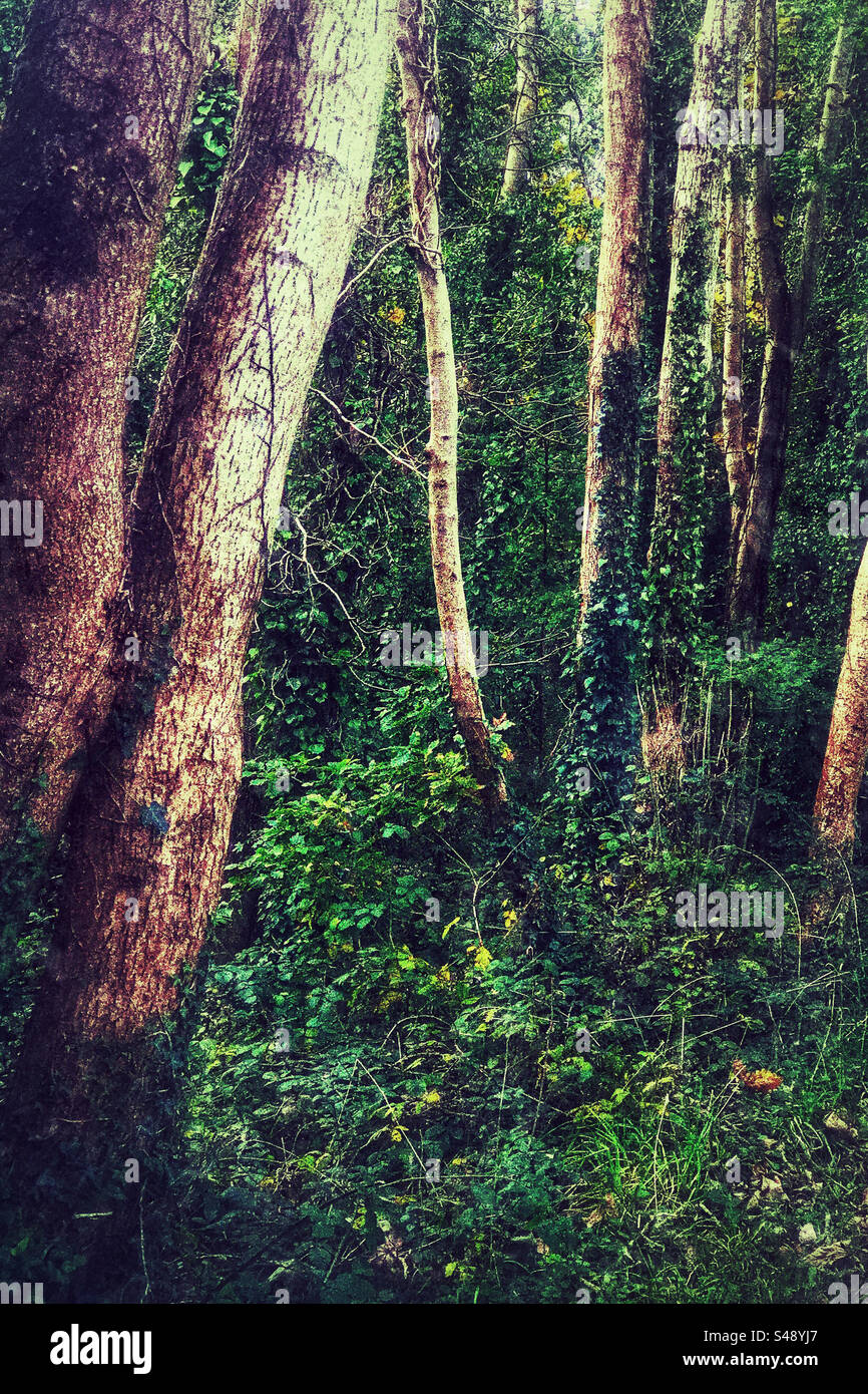Birch trees in wood.North Wales UK - Smartphone Captured Stock Image